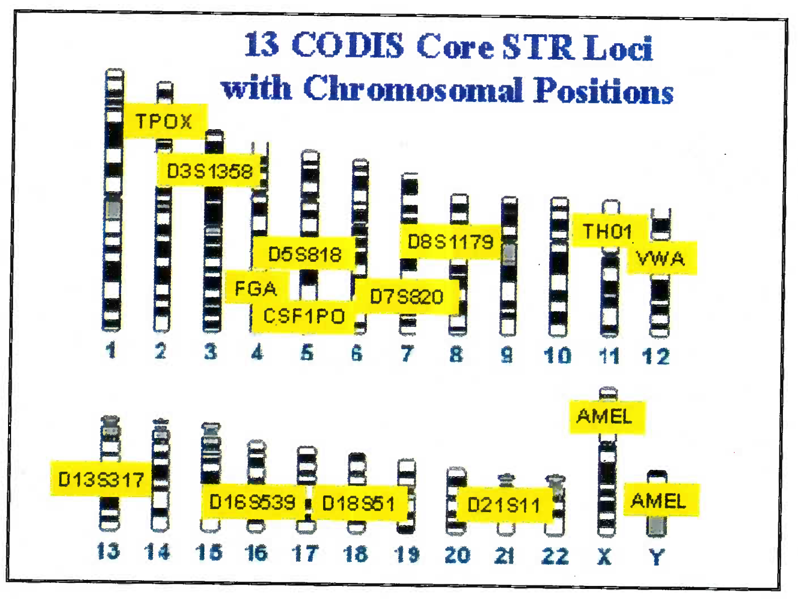 13 STR sites utilized in human chromosome in BNA analysis