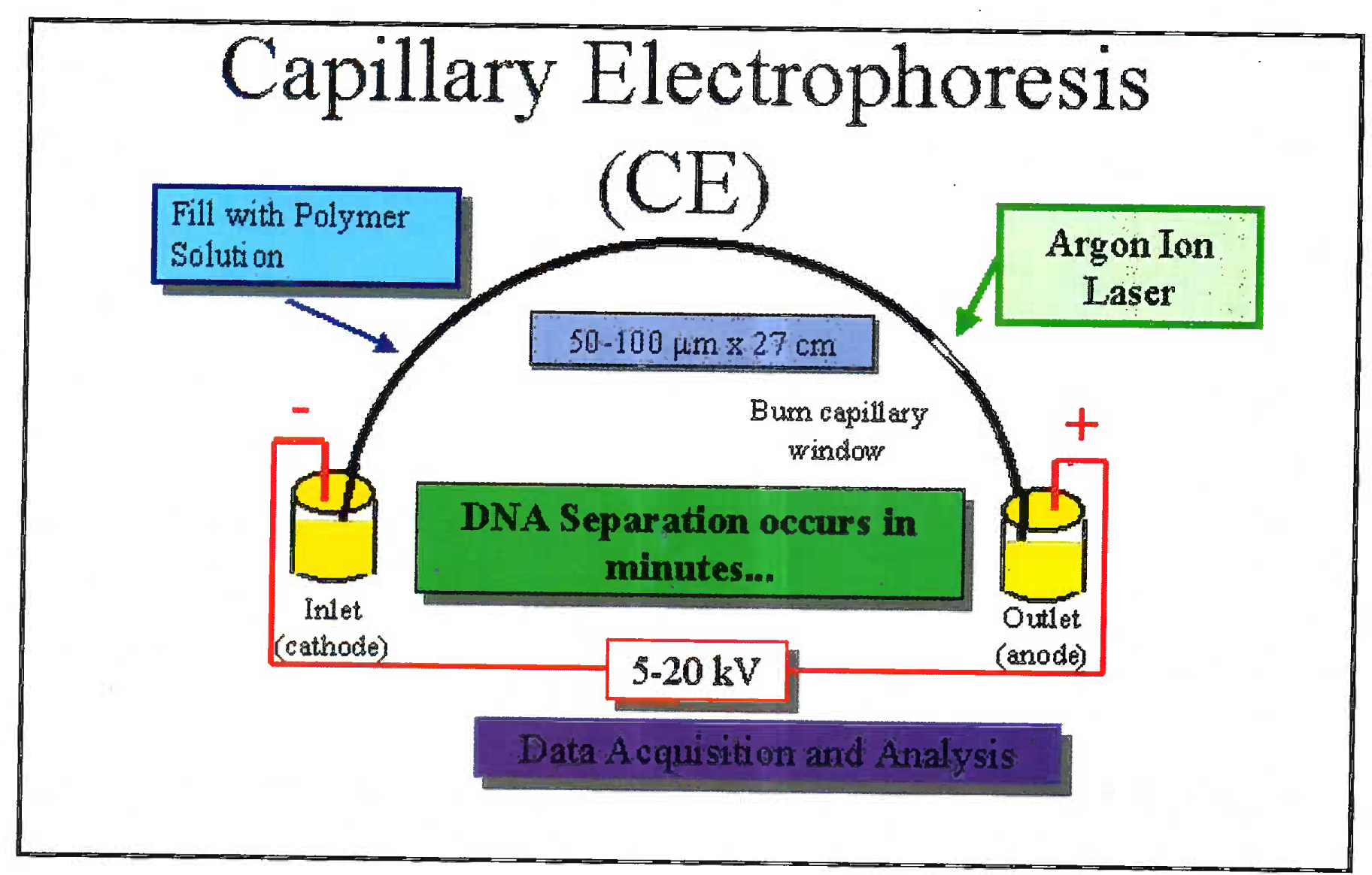 Sketch diagram of electrophoresis where the extracted DNA flows through a capillary and the laser diffraction is analyzed
