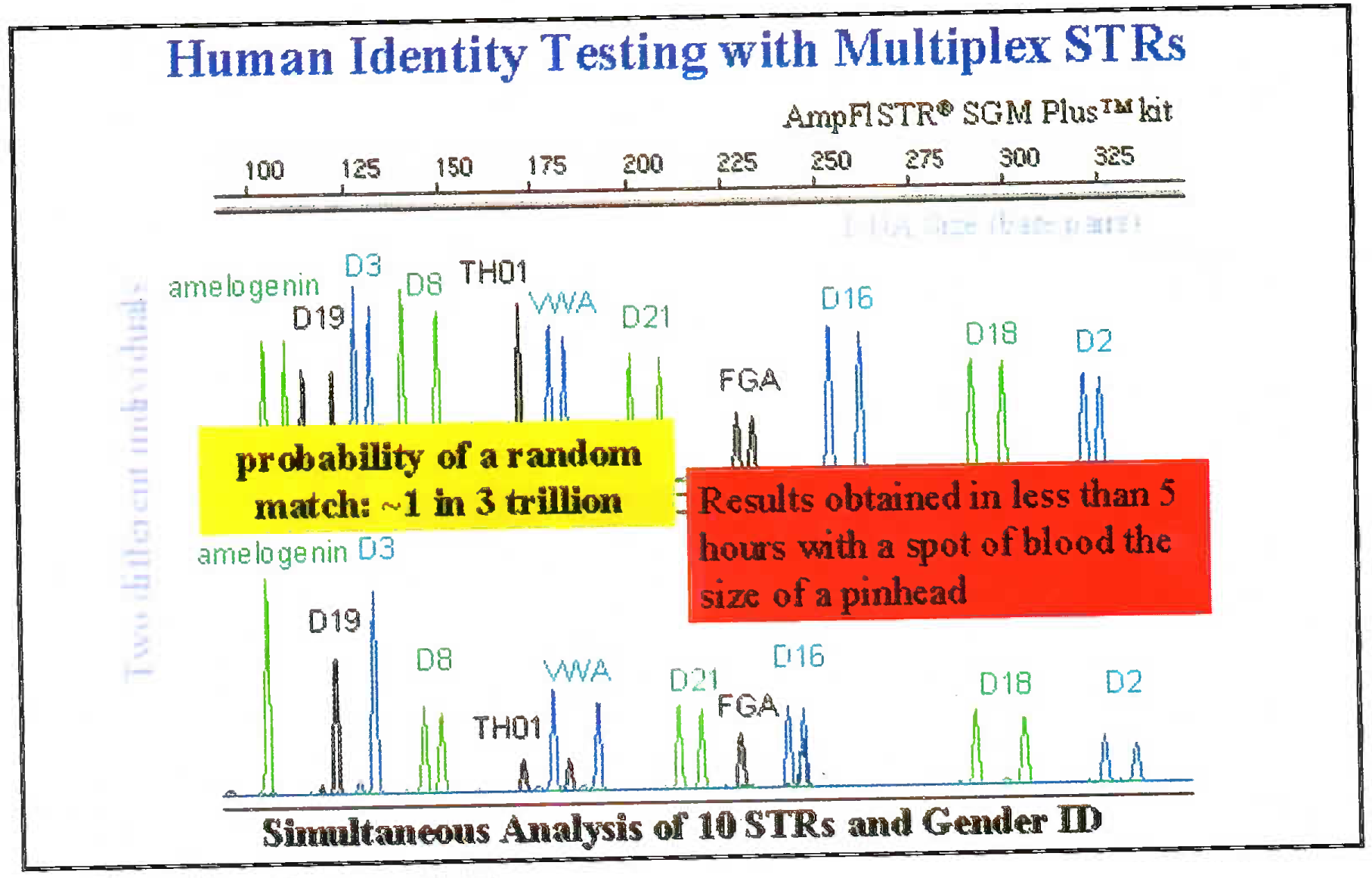 Wave front graph taken from electrophoresis machine showing the DNA of two different individuals differing at the selected 11 loci.