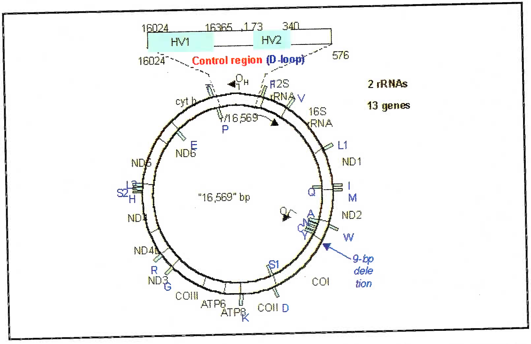 Line diagram of mitochondrial DNA showing the D-loop and hypervariable areas