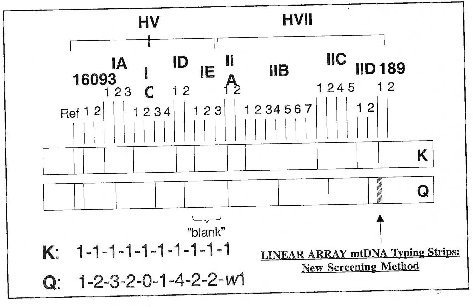 Linear array of mitochondrial DNA on the strip of a known mtBNA (K) and mtBNA of question (Q). It is evident that there is a gross difference in the zone of bands formed by BNA’s of two different individuals