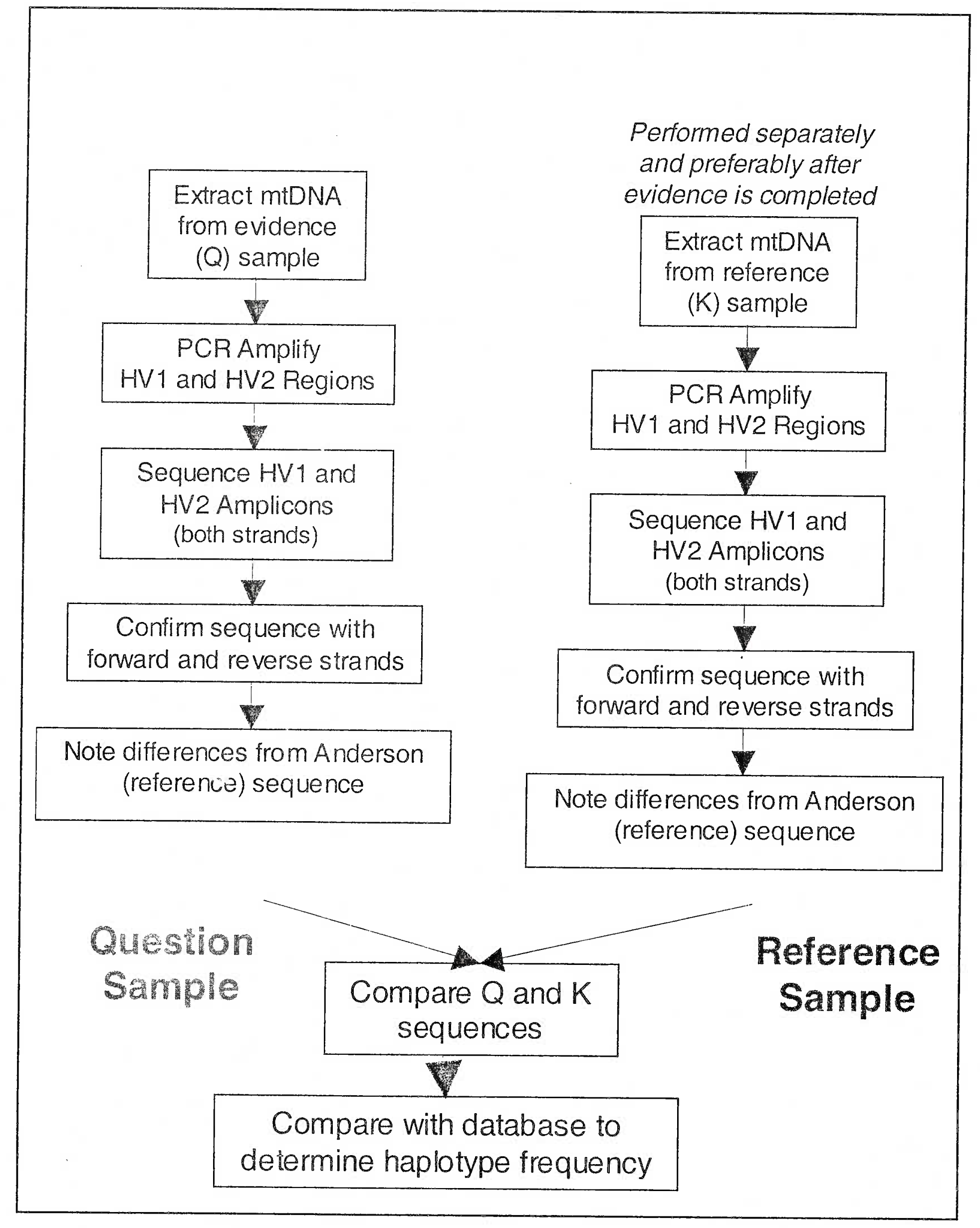 Sequencing of Mitochondrial DNA at hypervariable region 1 of D-loop (Process for evaluation of mtDNA samples)