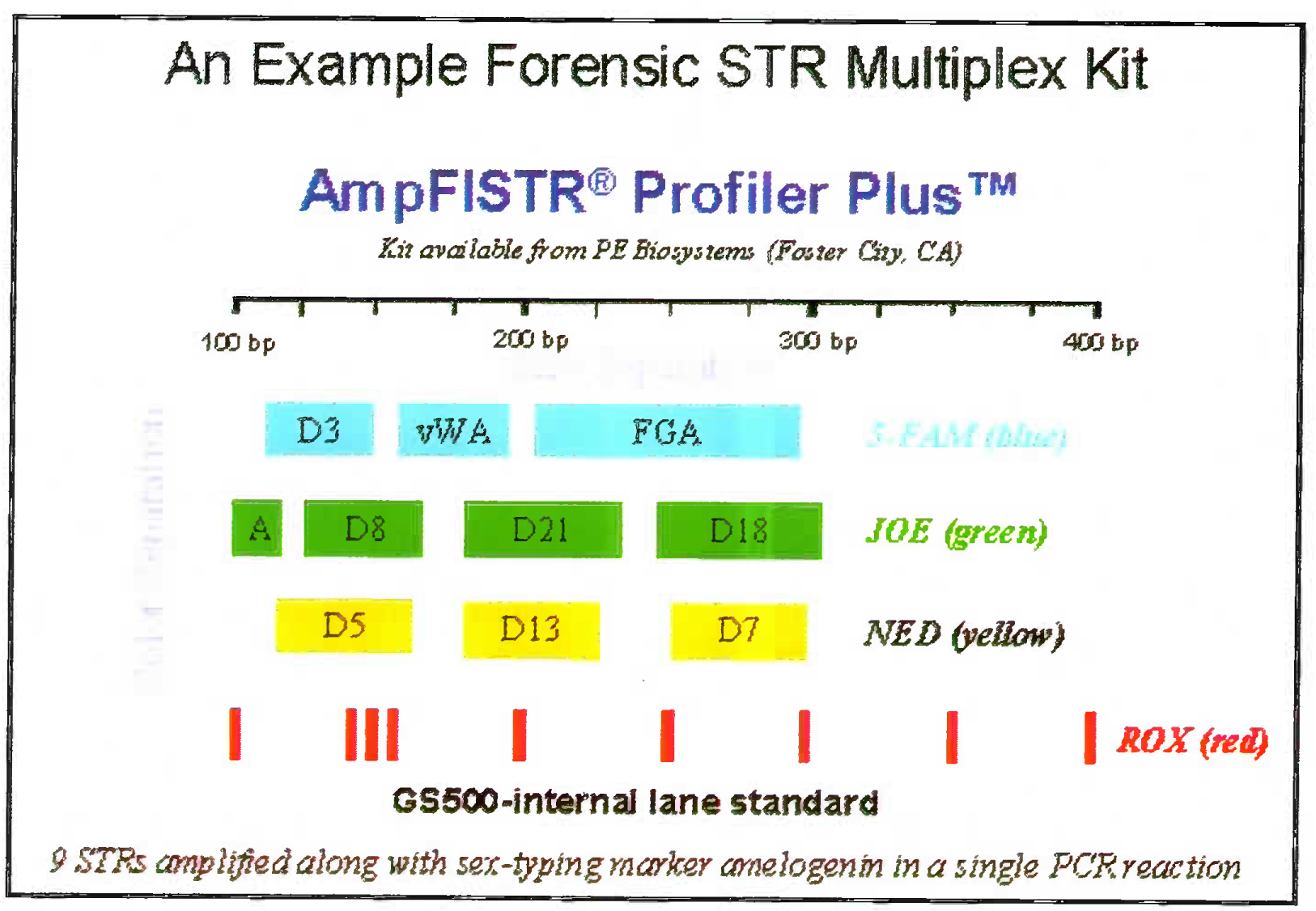 9 STRs amplified along with sex-typing marker amelogenim in a single PCR reaction