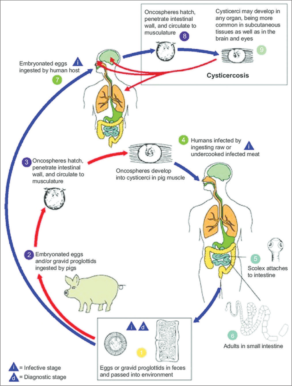 Life cycle of Taenia solium. Reproduced from the Centers for Disease Control and Prevention. Cysticercosis. Atlanta, GA: Centers for disease control and prevention.